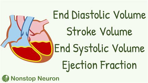 lv end diastolic volume index|stroke volume vs end diastolic.